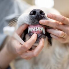 Oral care