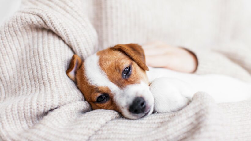 Little puppy is lying in the arms of the owner