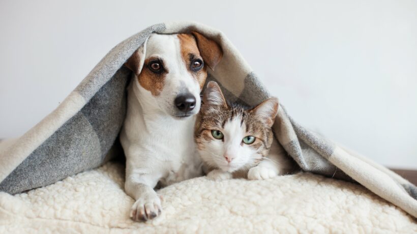 Dog and cat together