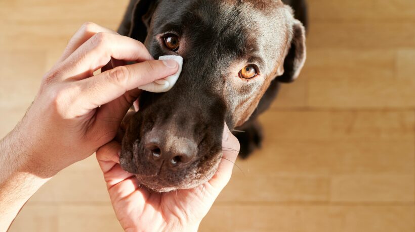 man's hand cleaning his dog's eyes