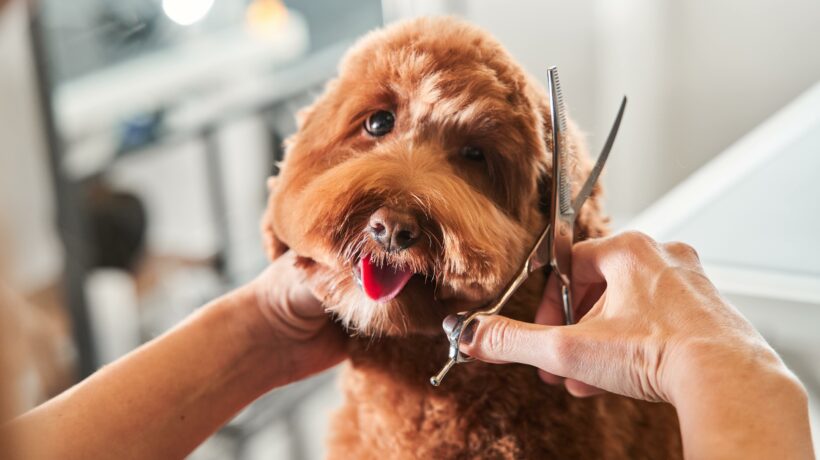 Funny dog sitting at the grooming salon