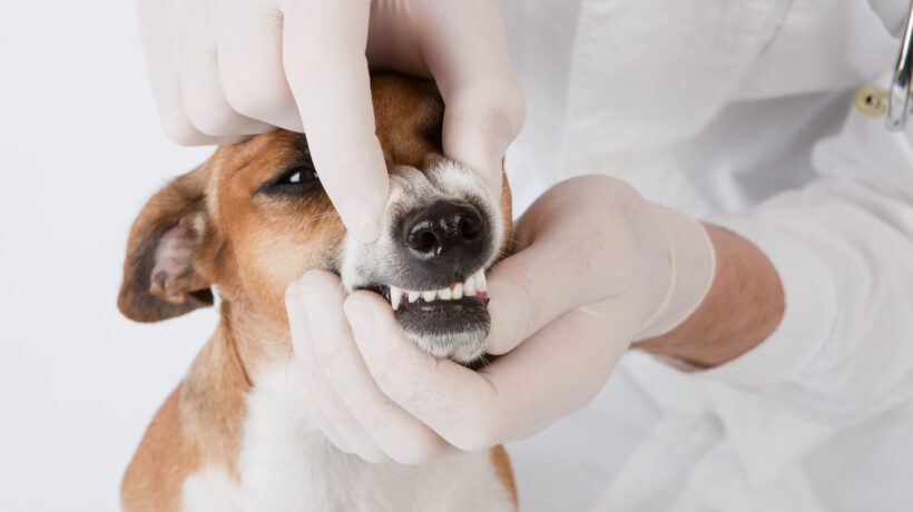 dog dental