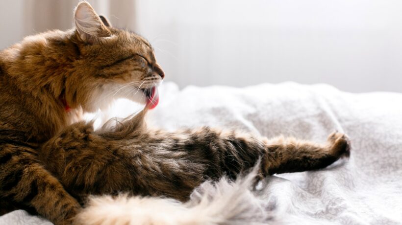 Maine coon cat grooming and lying on white bed in sunny bright s