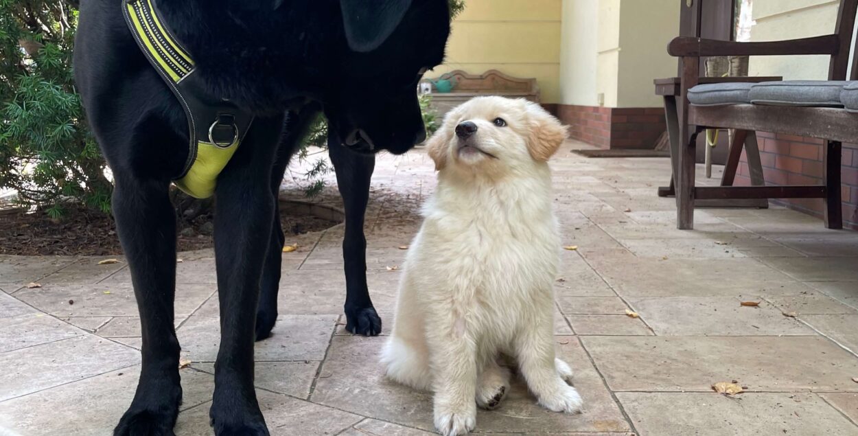 How should you raise a puppy? Key principles